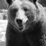 Jady_Bear_2023 Jady_Bear_2023